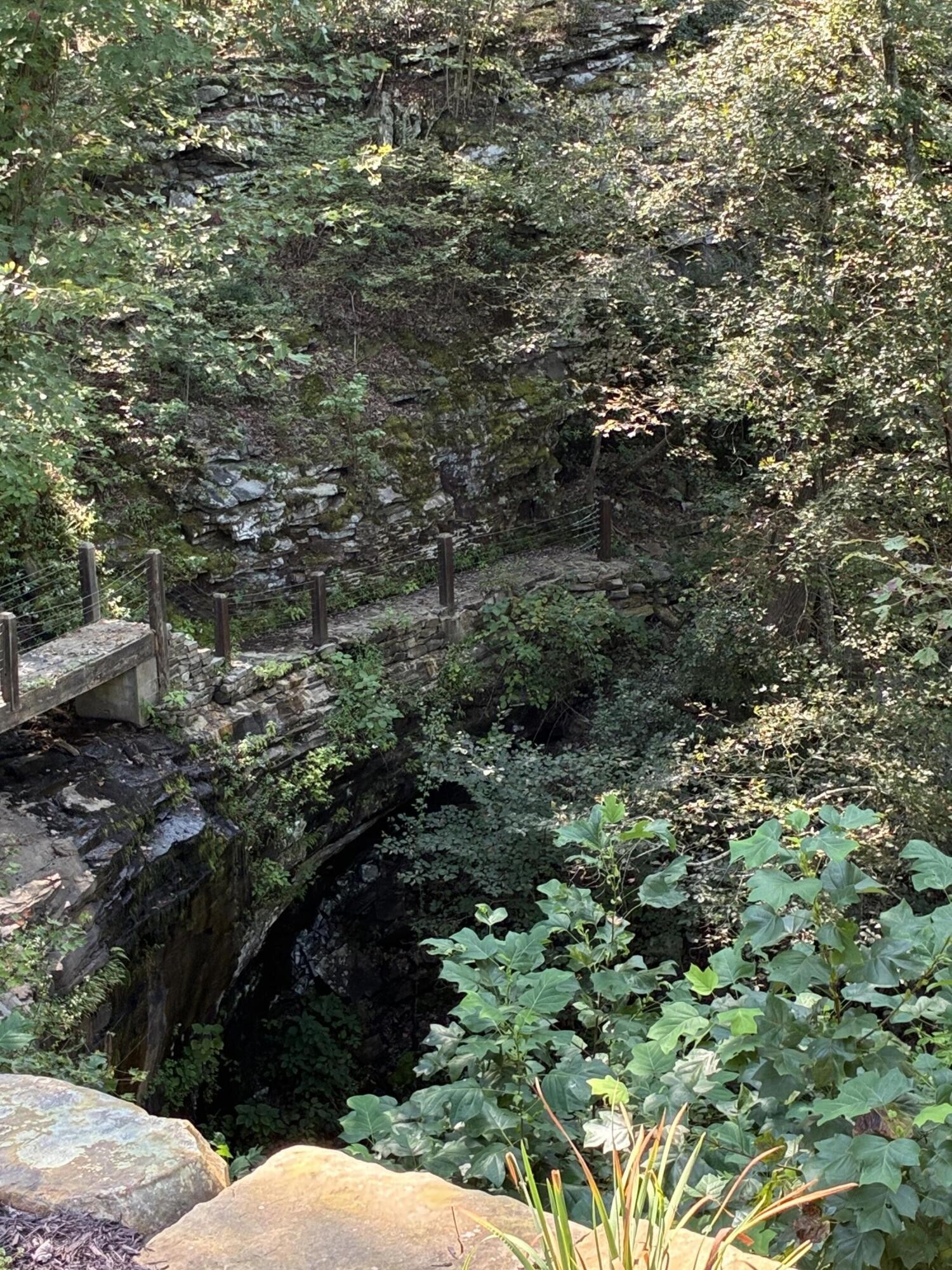 2795 Raulston Falls Drive Jasper, TN 37347 - Photo 46 of 96 a view of a forest with a tree