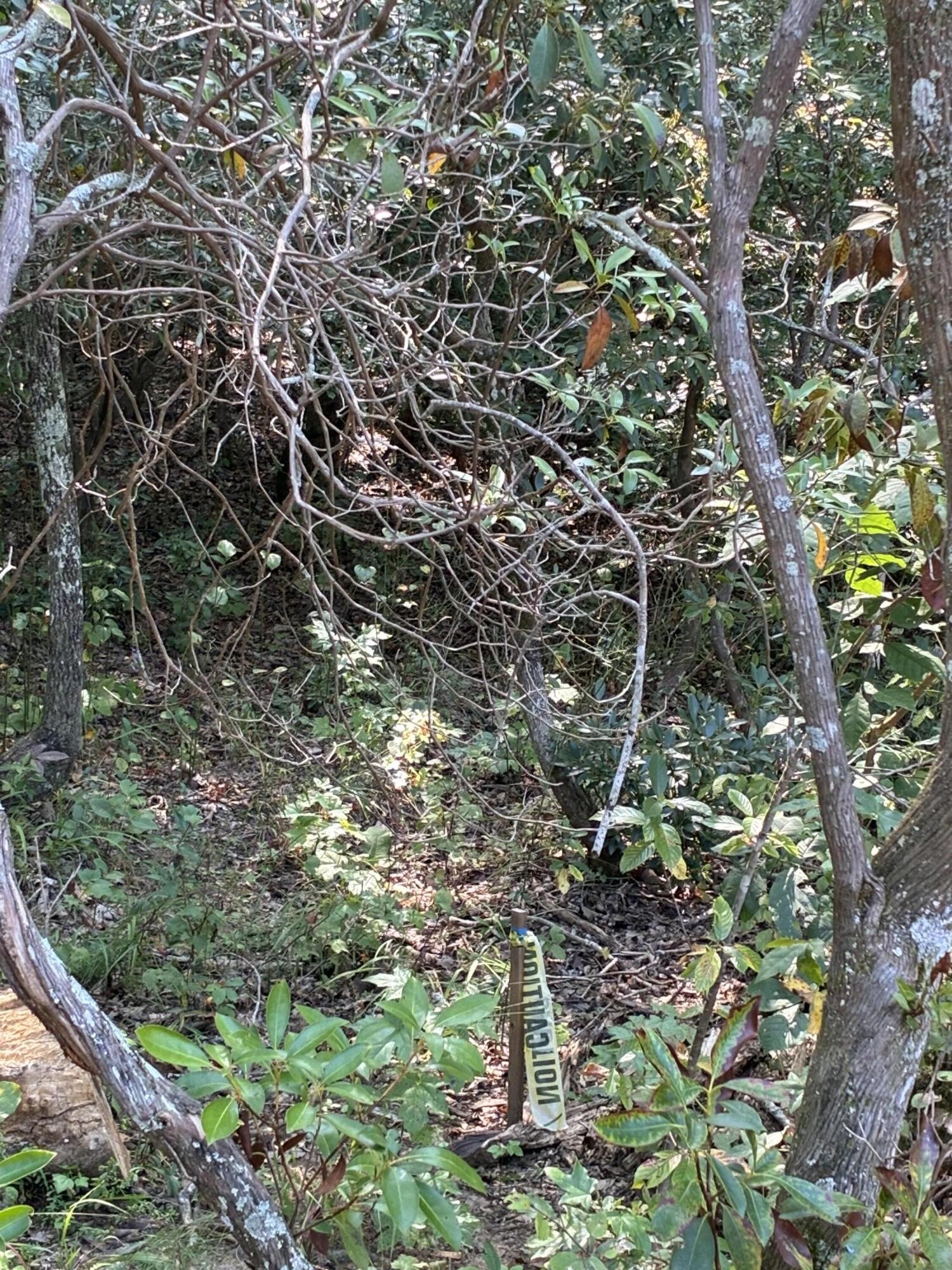 2795 Raulston Falls Drive Jasper, TN 37347 - Photo 49 of 96 a plant that is in a garden