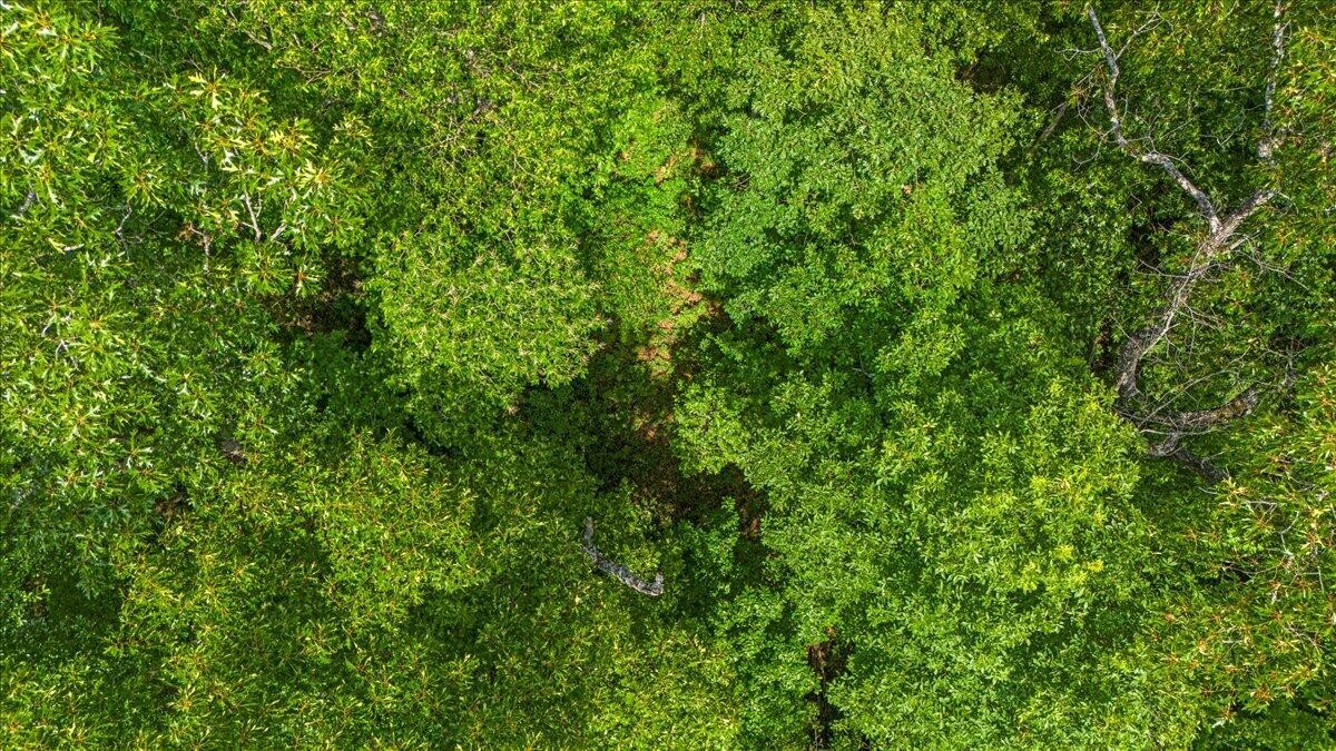 2795 Raulston Falls Drive Jasper, TN 37347 - Photo 7 of 96 a view of a lush green forest