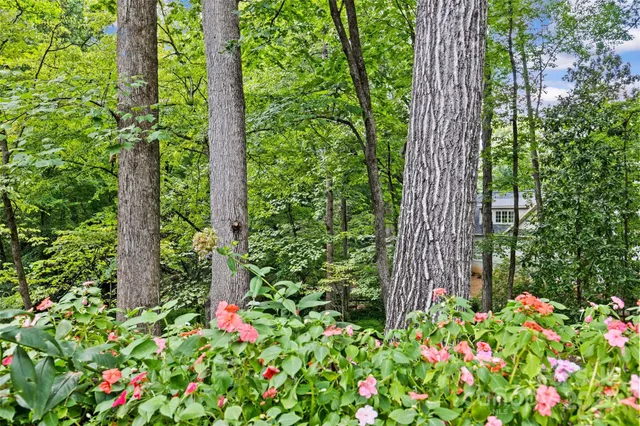 a close up of a flower in a garden