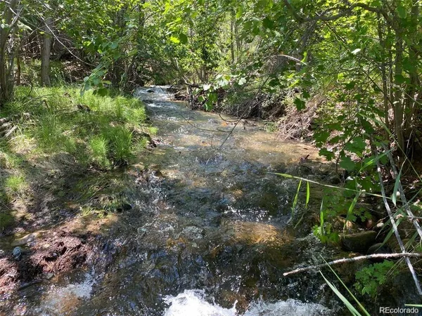 a view of a forest with a tree