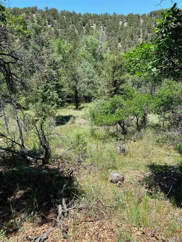 a view of a yard with plants and a bench