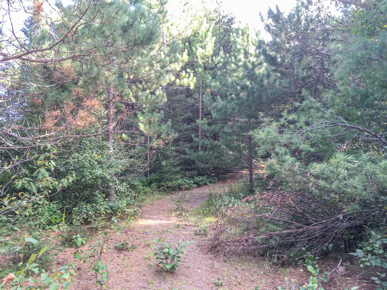 10350 Victor Lake Road Isabella, MN 55607 - Photo 36 of 46