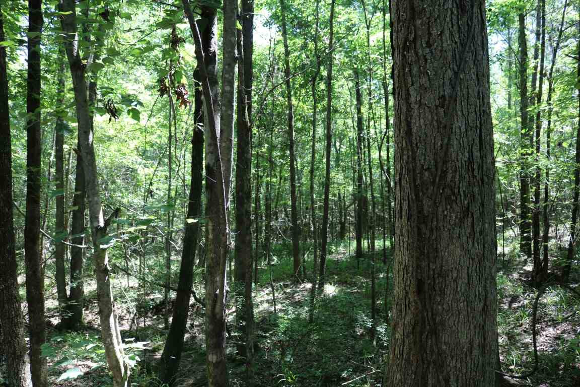 0 Busy Bee Road Lexington, MS 39095 - Photo 1 of 30 Photo 1