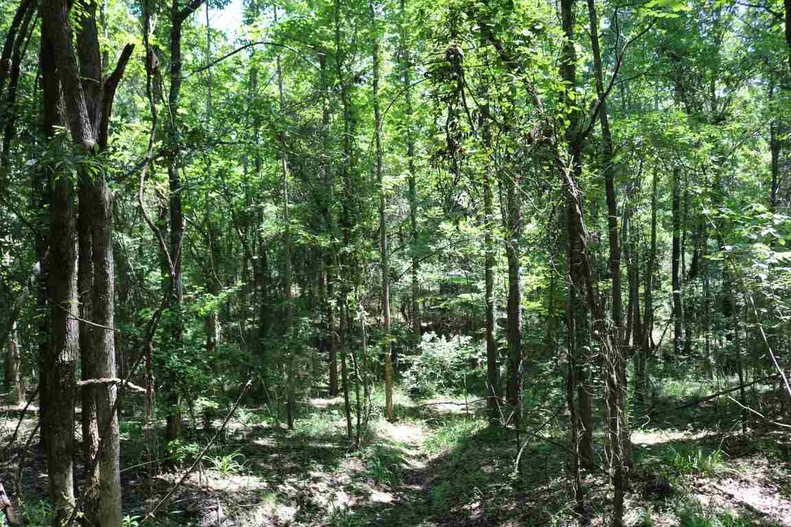 0 Busy Bee Road Lexington, MS 39095 - Photo 3 of 30 Photo 3