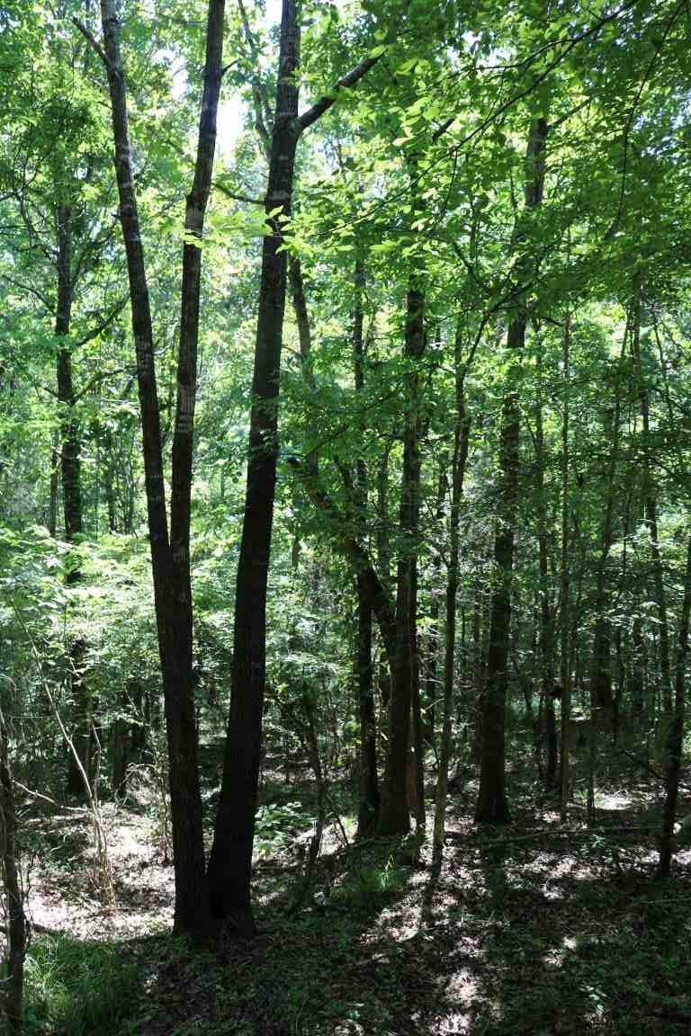 0 Busy Bee Road Lexington, MS 39095 - Photo 4 of 30 Photo 4