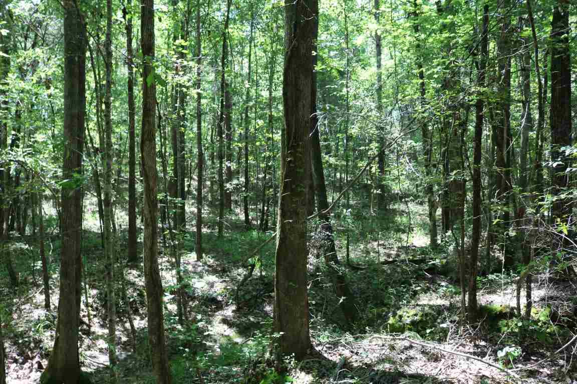 0 Busy Bee Road Lexington, MS 39095 - Photo 7 of 30 Photo 7