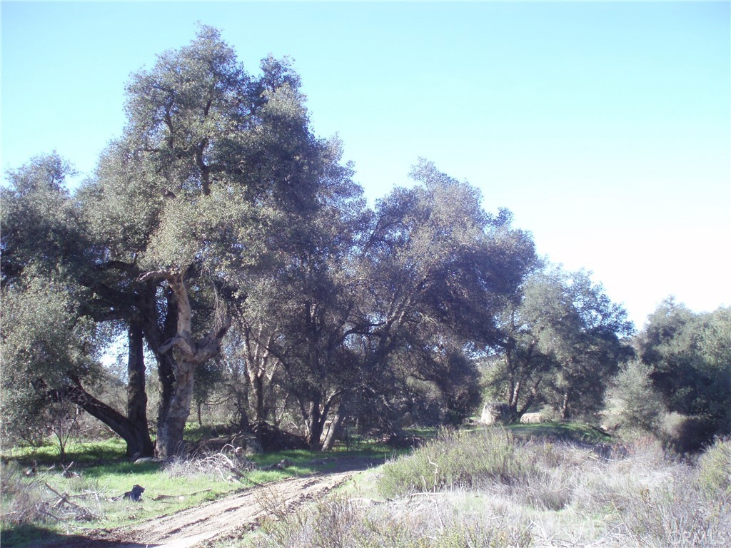 0 Willow-Canyon Road Hemet, CA 92544 - Photo 8 of 9 a view of a tree in a yard
