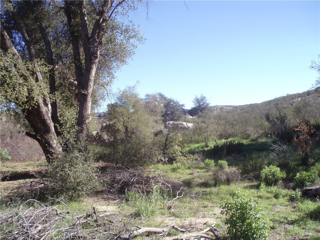 0 Willow-Canyon Road Hemet, CA 92544 - Photo 9 of 9 a view of a lush green forest with lots of trees