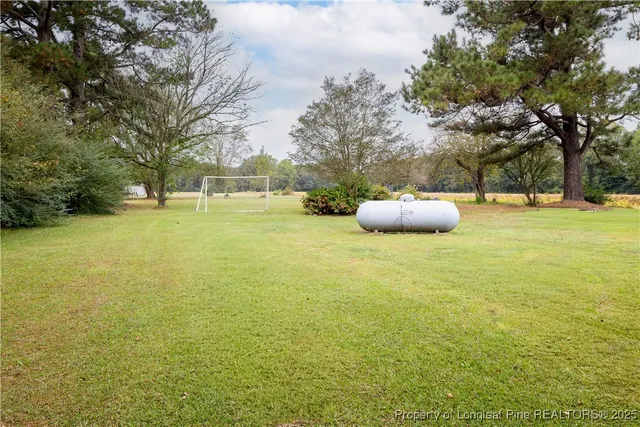 a view of a large trees with lawn chairs