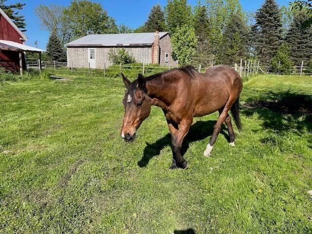 37 Quaker Ridge Road Casco, ME 04015 - Photo 37 of 51 20250807181821357503000000-o