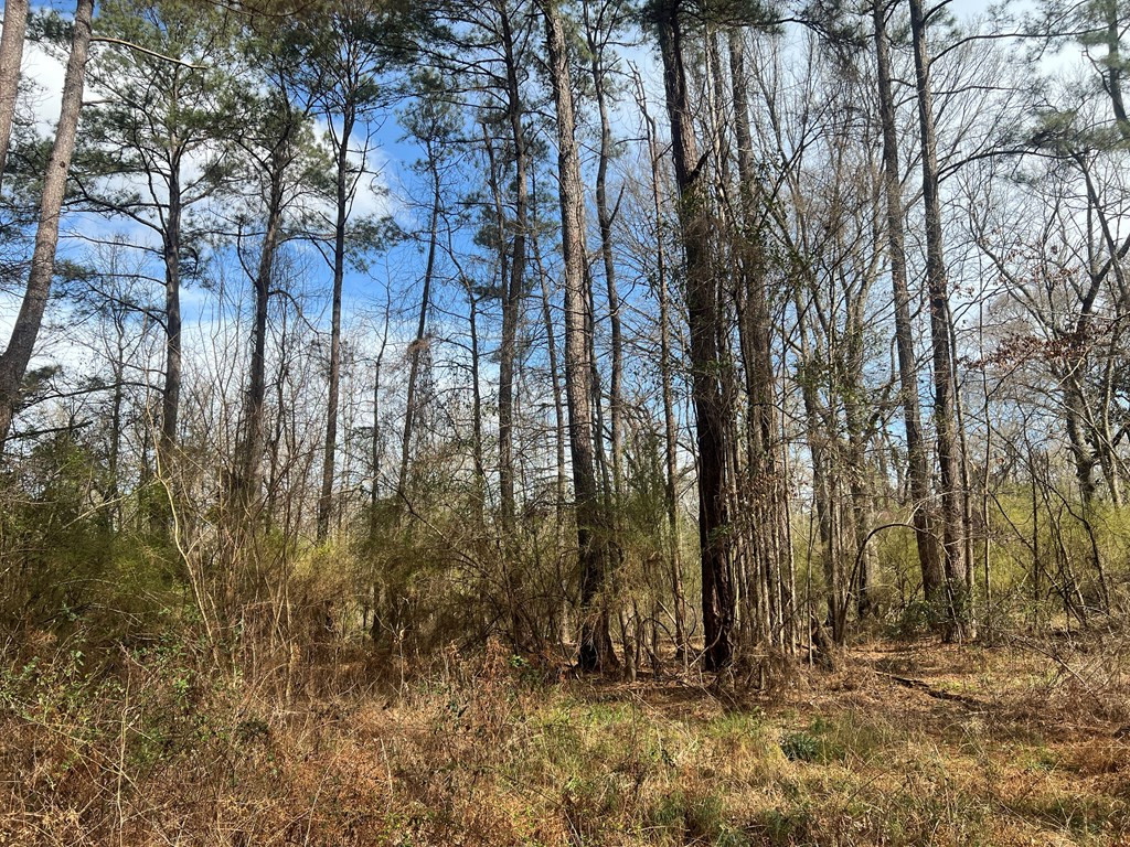 Tbd North Greensburg Road Smithdale, MS 39664 - Photo 11 of 21 Photo 11