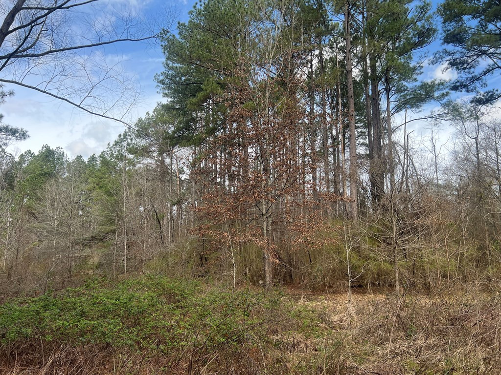 Tbd North Greensburg Road Smithdale, MS 39664 - Photo 12 of 21 Photo 12