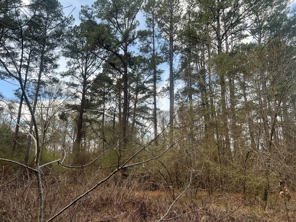 Tbd North Greensburg Road Smithdale, MS 39664 - Photo 13 of 21 Photo 13