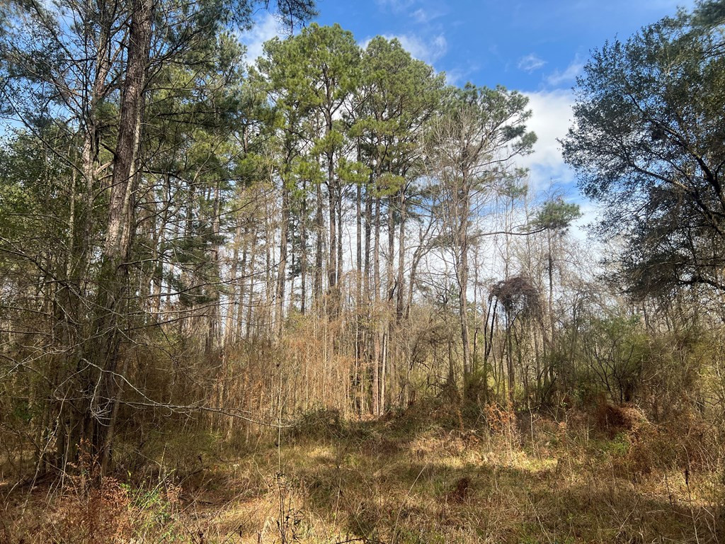 Tbd North Greensburg Road Smithdale, MS 39664 - Photo 14 of 21 Photo 14