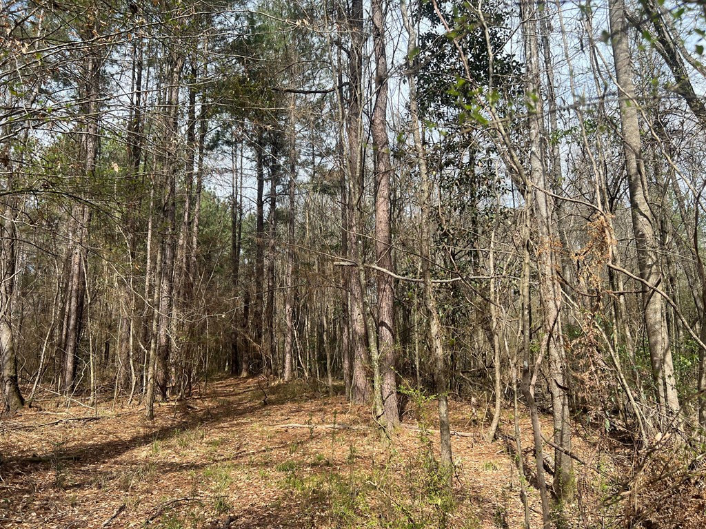 Tbd North Greensburg Road Smithdale, MS 39664 - Photo 15 of 21 Photo 15