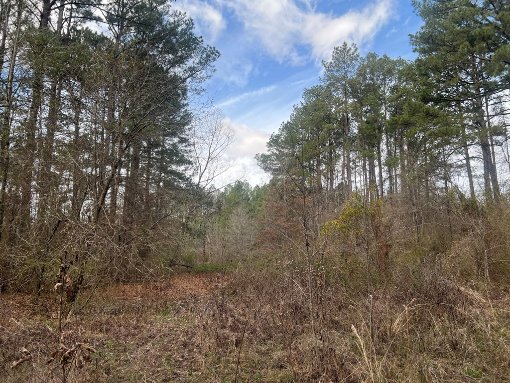 Tbd North Greensburg Road Smithdale, MS 39664 - Photo 4 of 21 Photo 4
