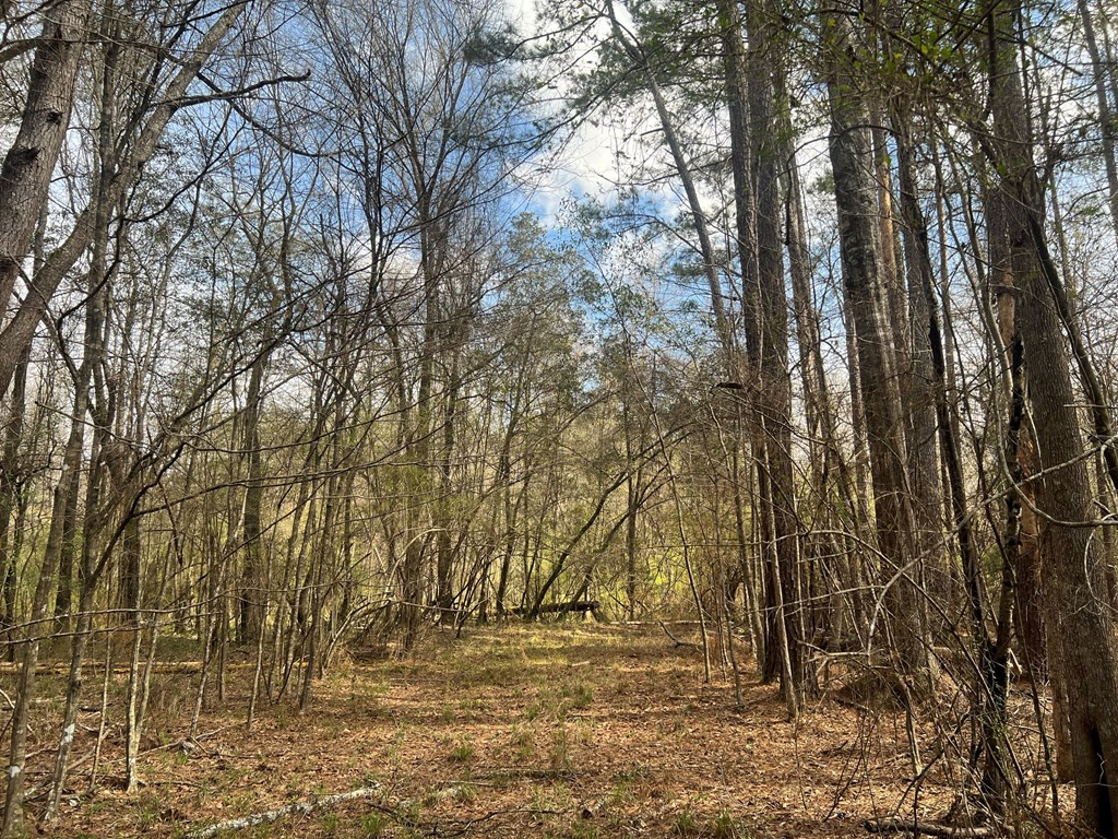 Tbd North Greensburg Road Smithdale, MS 39664 - Photo 5 of 21 Photo 5