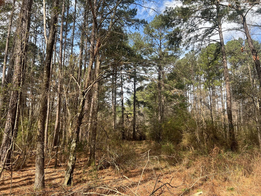 Tbd North Greensburg Road Smithdale, MS 39664 - Photo 6 of 21 Photo 6
