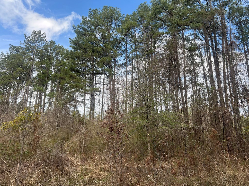 Tbd North Greensburg Road Smithdale, MS 39664 - Photo 7 of 21 Photo 7