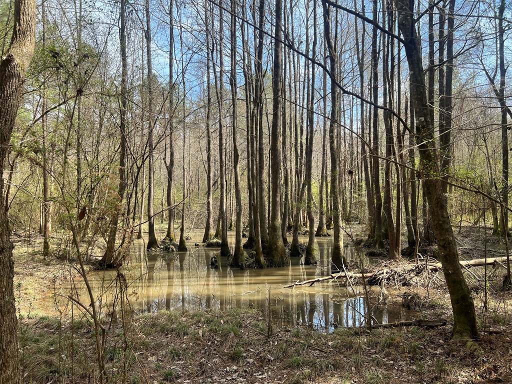 Tbd North Greensburg Road Smithdale, MS 39664 - Photo 9 of 21 Photo 9