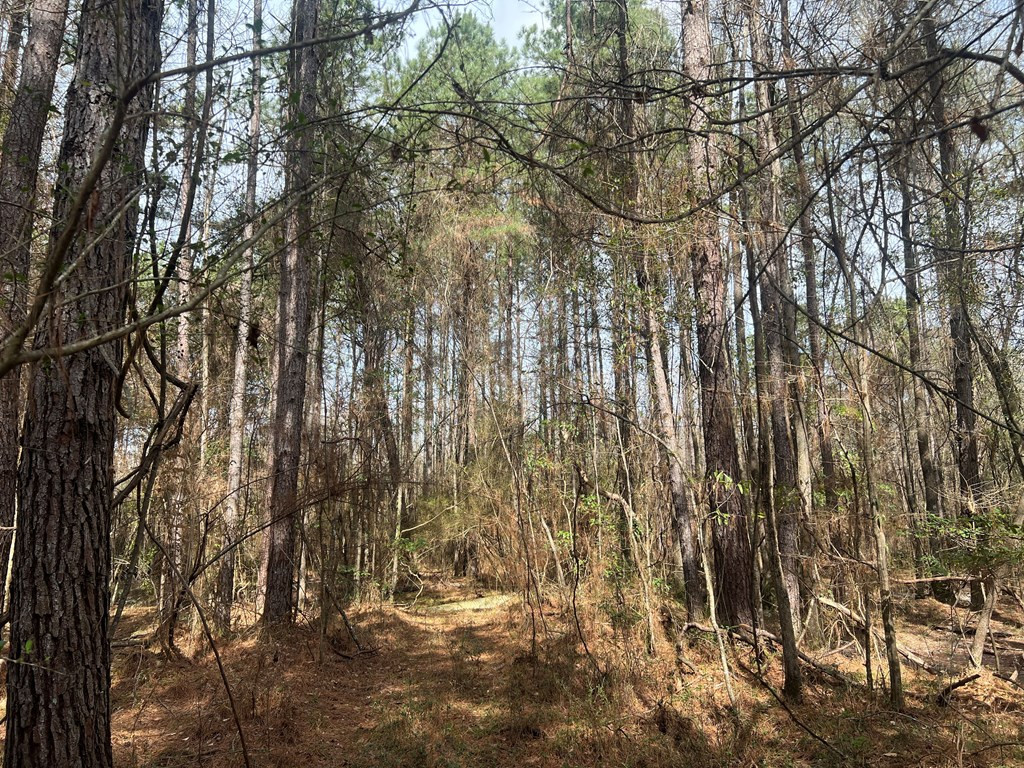 Tbd North Greensburg Road Smithdale, MS 39664 - Photo 10 of 21 Photo 10