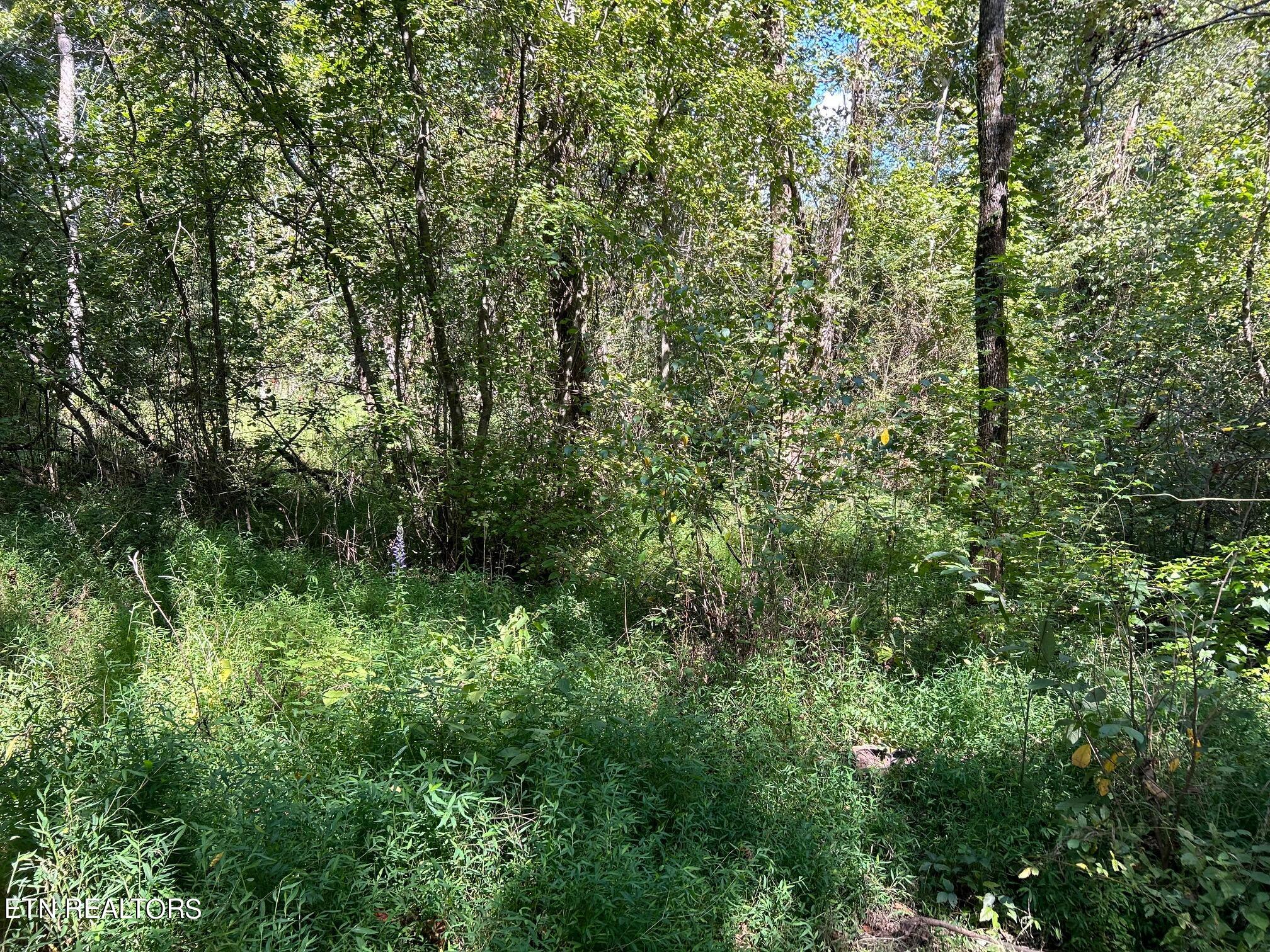 6.84-acres Cuno Lane Decatur, TN 37322 - Photo 11 of 27 IMG_2856