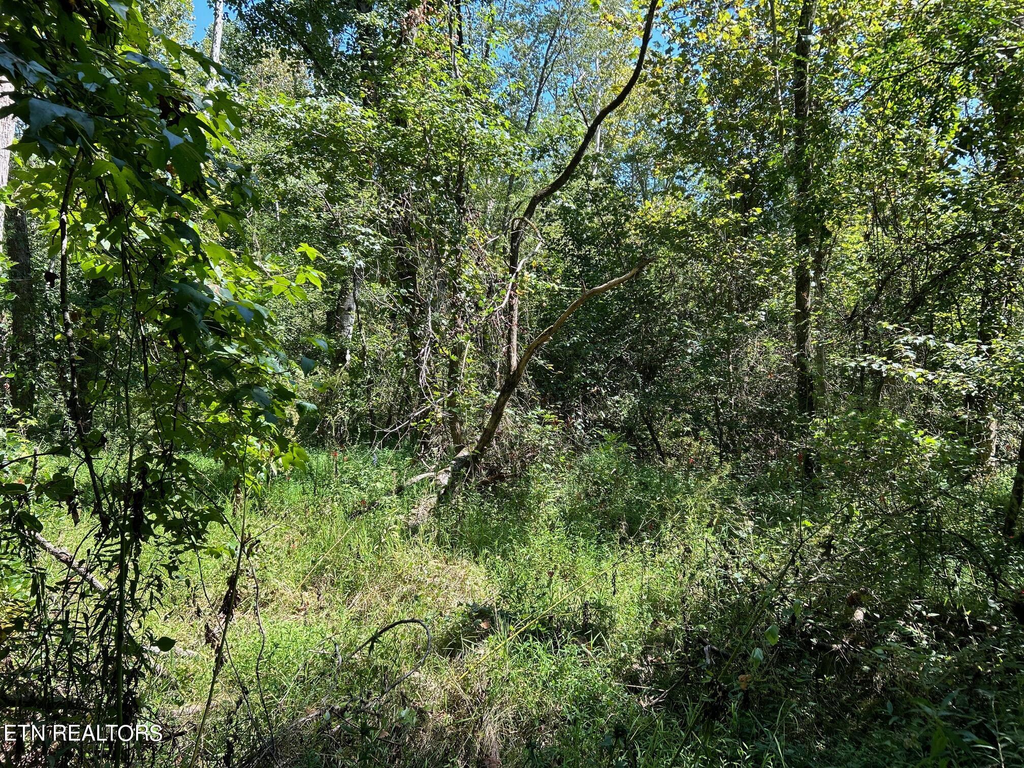 6.84-acres Cuno Lane Decatur, TN 37322 - Photo 13 of 27 IMG_2854
