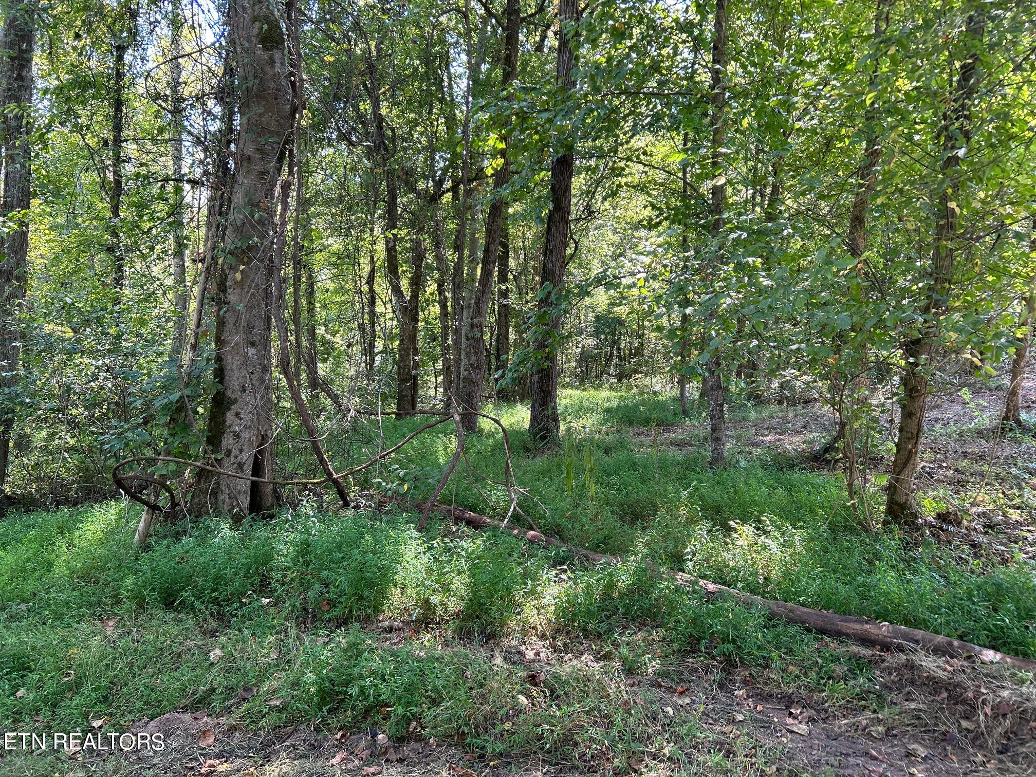6.84-acres Cuno Lane Decatur, TN 37322 - Photo 14 of 27 IMG_2857