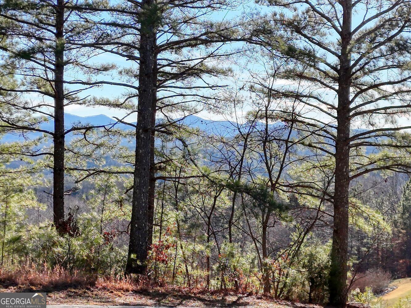 a view of a yard with a tree