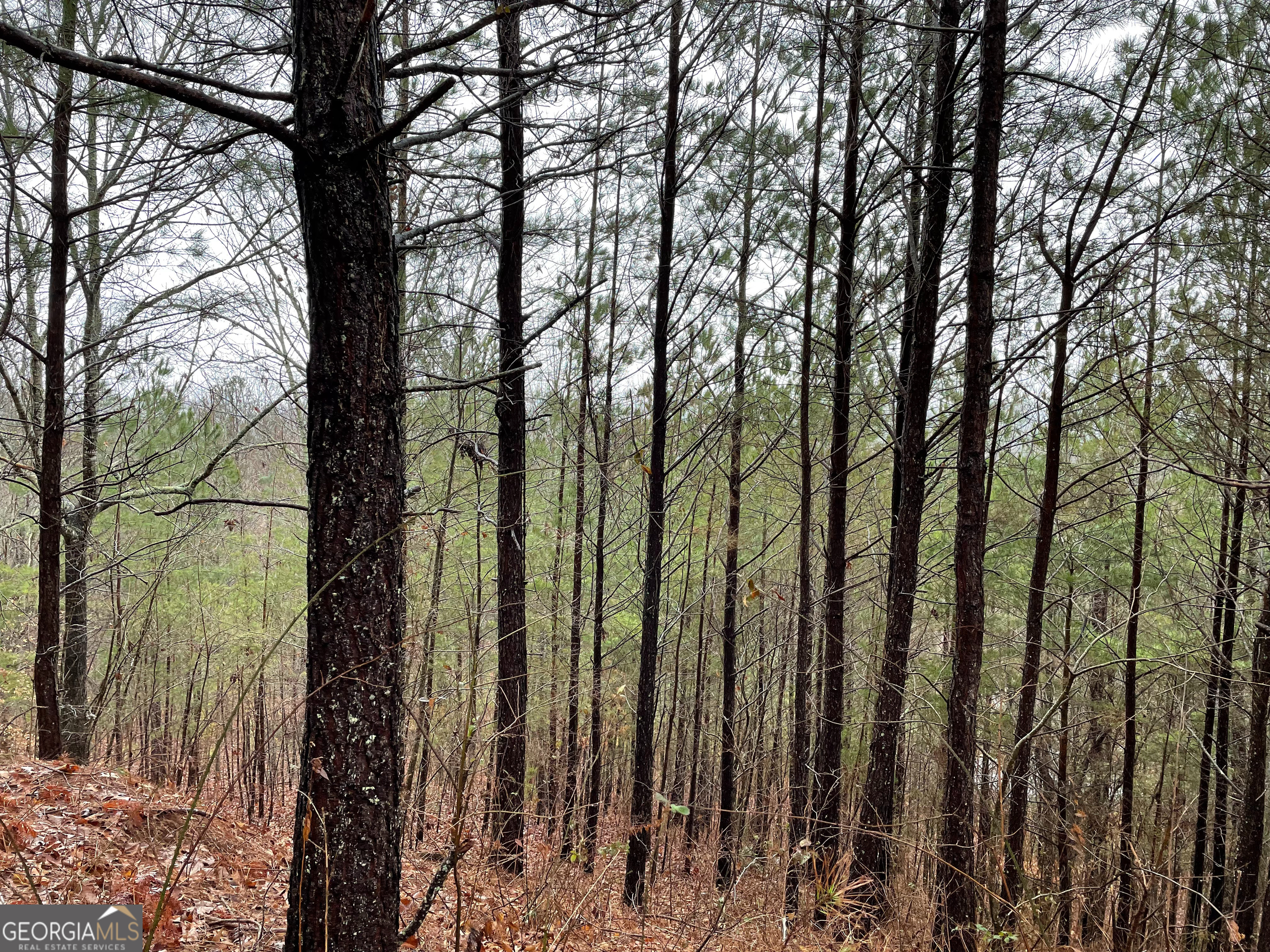 26 Sunset View Blairsville, GA 30512 - Photo 16 of 18 a view of outdoor space and garden