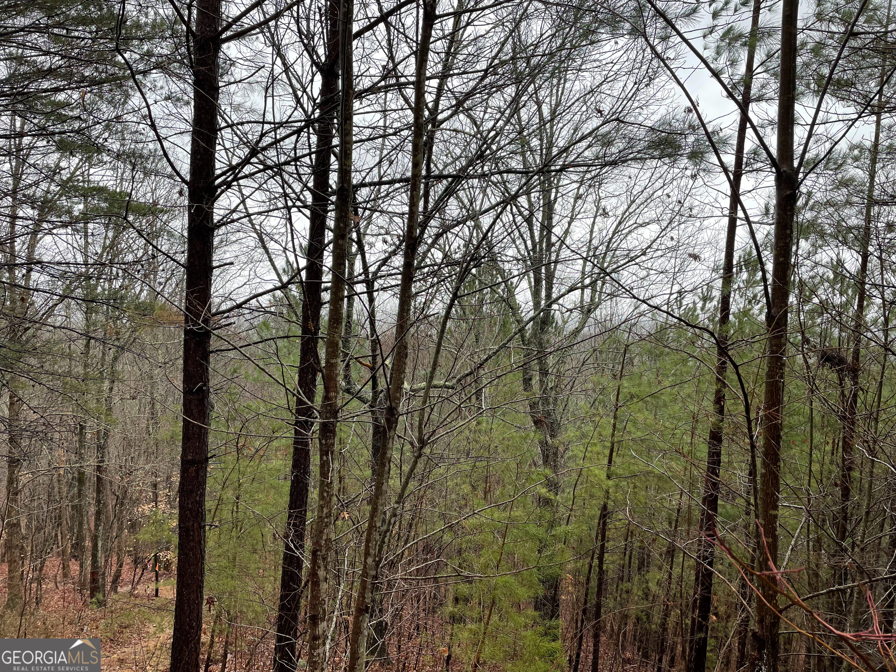 26 Sunset View Blairsville, GA 30512 - Photo 17 of 18 a view of a forest with a trees