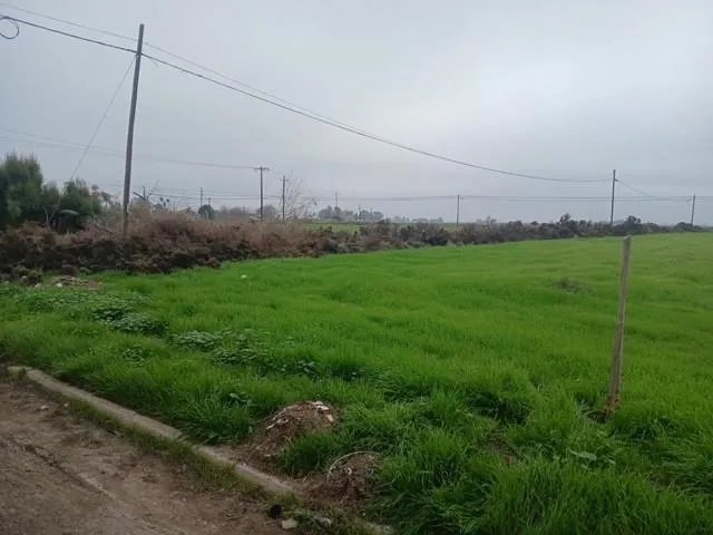 a view of a field with a big yard and palm trees