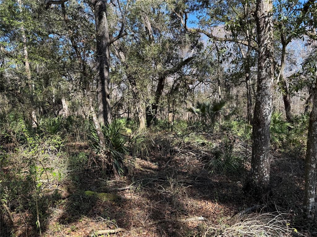 18630 Bradshaw Road Dade City, FL 33523 - Photo 33 of 43