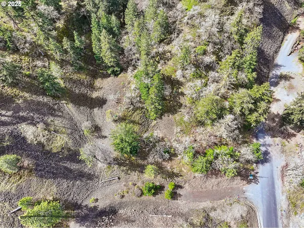 a view of a yard with plants and large trees