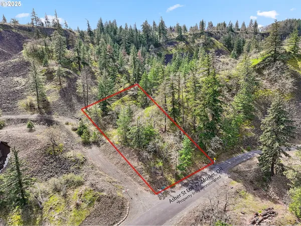 a view of a forest with a tree in the background