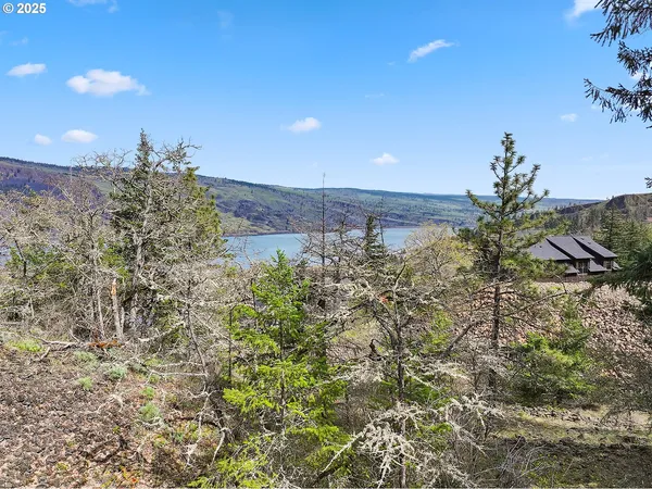 a view of a lush green forest with large trees