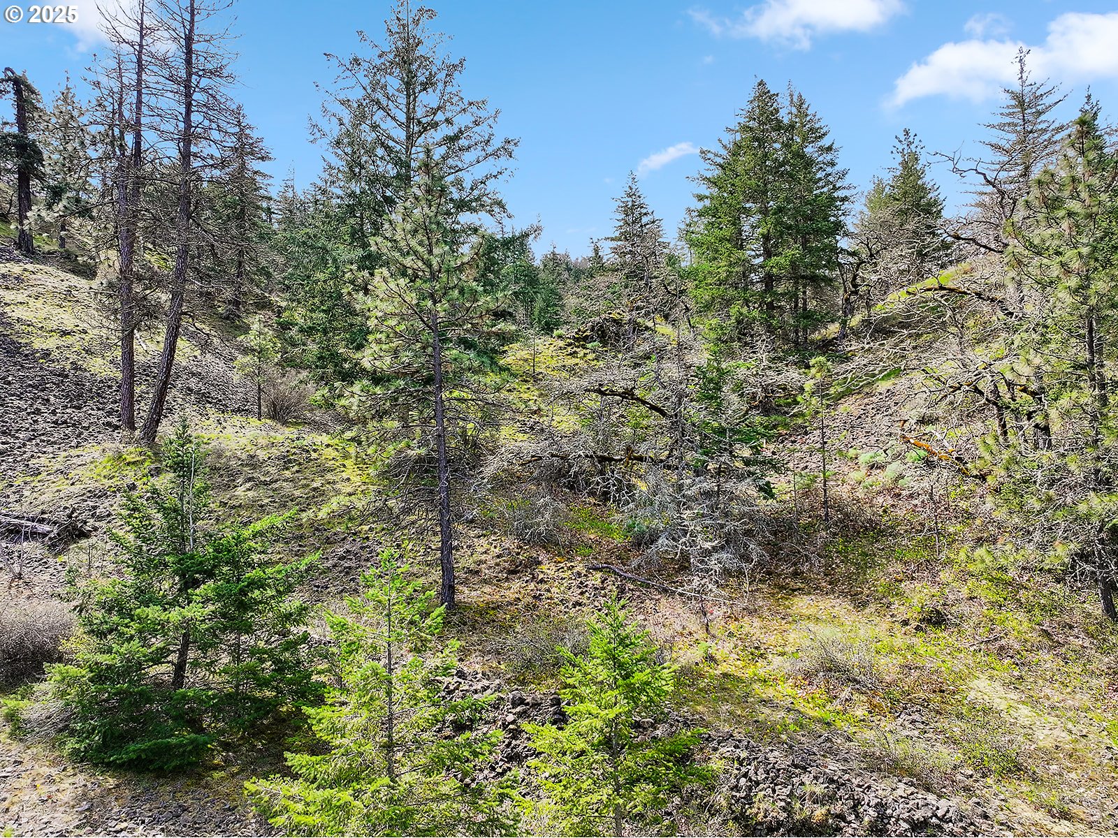 Asher Street, Unit 37 Mosier, OR 97040 - Photo 37 of 39 a view of a lush green forest with large trees