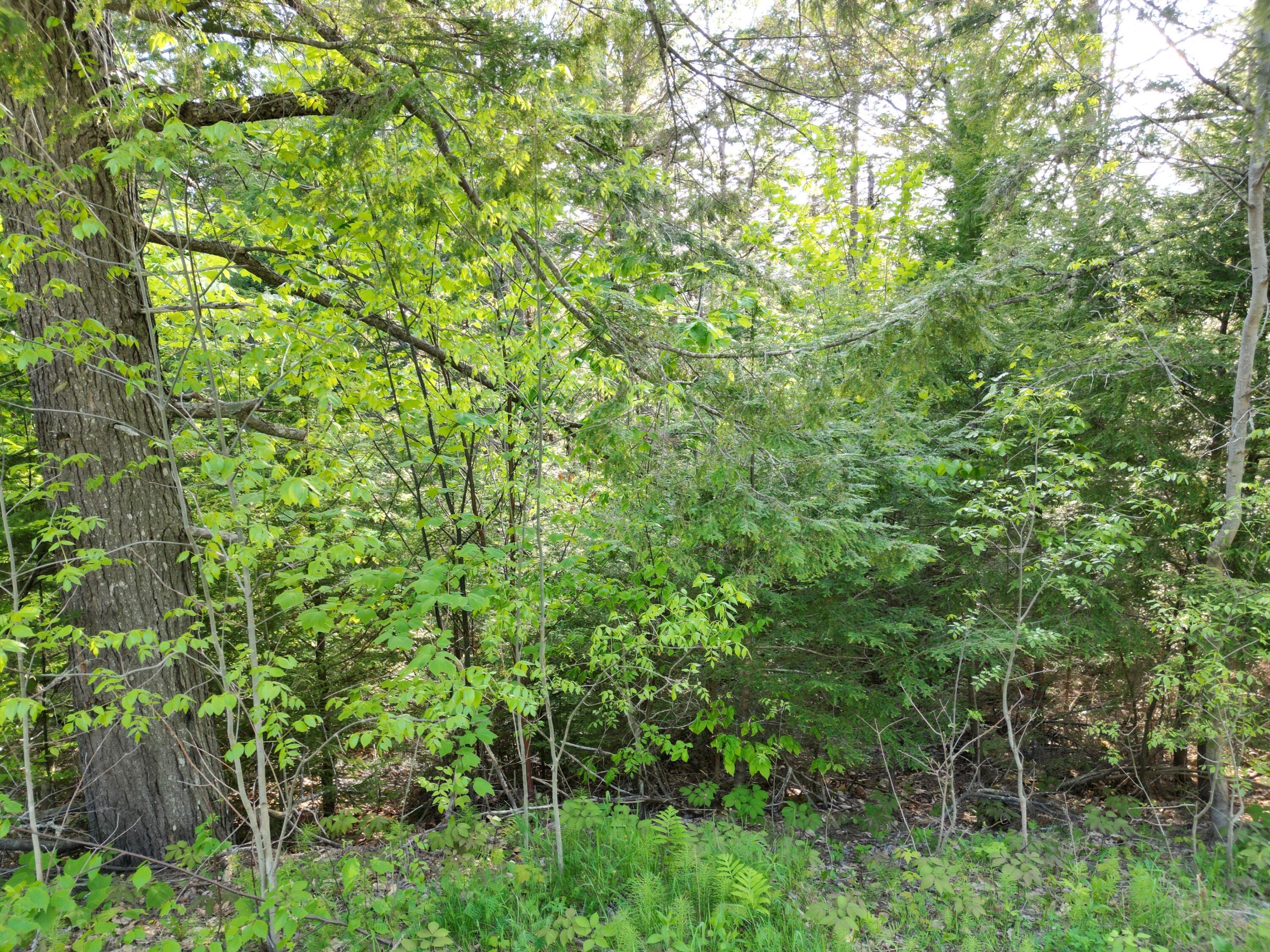 Lot 41-1 Bottle Lake Road Lakeville, ME 04487 - Photo 12 of 23 DJI_0611