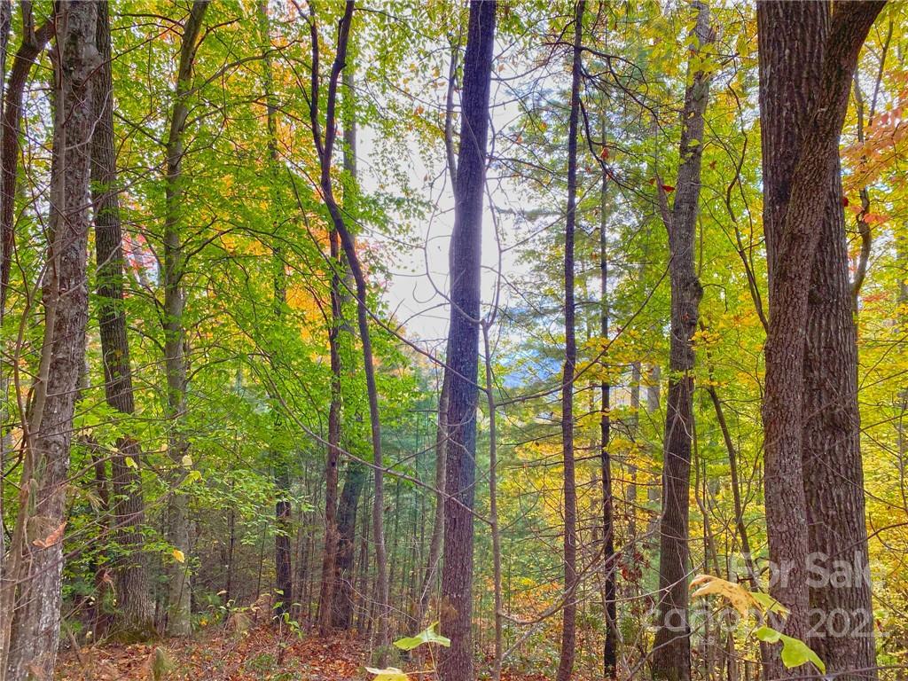 Tbd Grouse Point Road Hot Springs, NC 28743 - Photo 11 of 24 Gallery Image 11