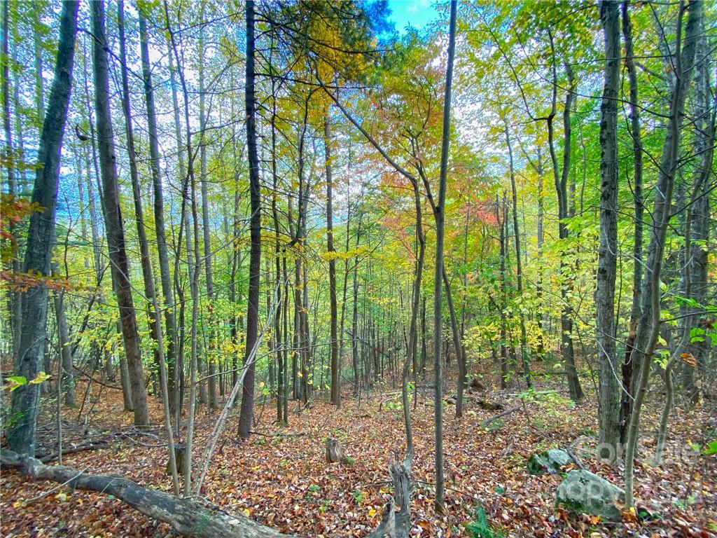 Tbd Grouse Point Road Hot Springs, NC 28743 - Photo 4 of 24 Gallery Image 4