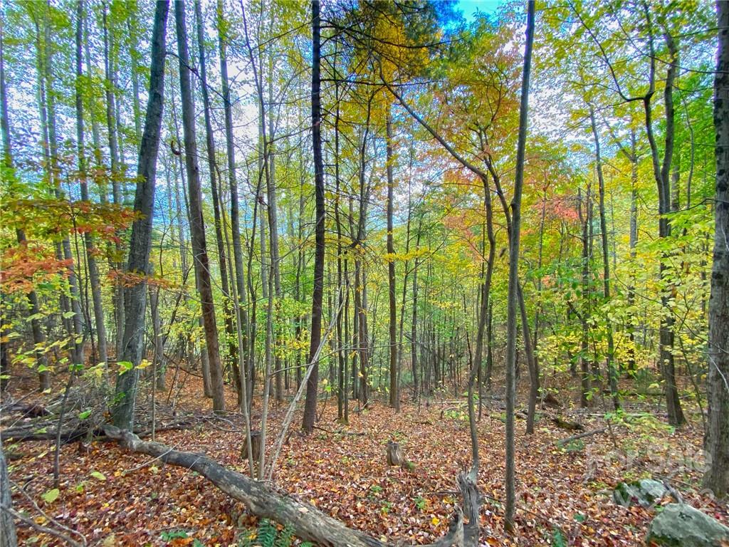 Tbd Grouse Point Road Hot Springs, NC 28743 - Photo 10 of 24 Gallery Image 10