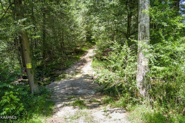 184 Old Wilder Road Grimsley, TN 38565 - Photo 22 of 34 a view of a forest that has large trees