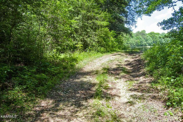 184 Old Wilder Road Grimsley, TN 38565 - Photo 25 of 34 a view of a forest with a tree