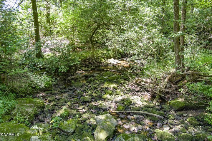 184 Old Wilder Road Grimsley, TN 38565 - Photo 31 of 34 a view of a tree in a forest
