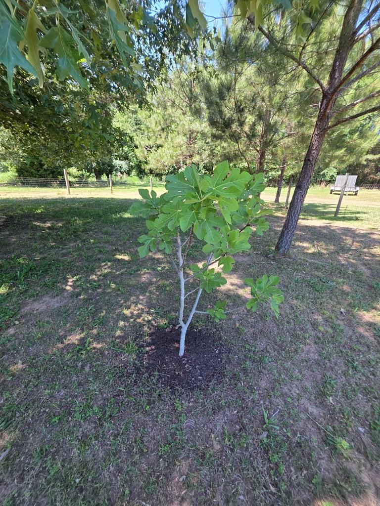 1020 Barnett Road Cross Hill, SC 29332 - Photo 37 of 49 Gallery Image 37