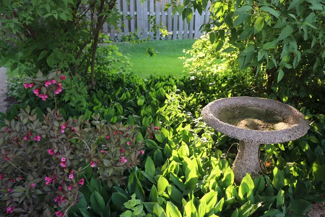 a view of a backyard with plants