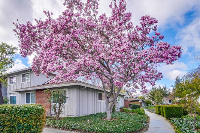 1127 Reed Avenue, Unit B Sunnyvale, CA 94086 - Photo 2 of 58 a backyard of a house with lots of green space