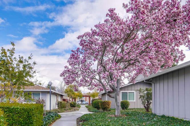 1127 Reed Avenue, Unit B Sunnyvale, CA 94086 - Photo 58 of 58 a front view of a house with a garden and tree