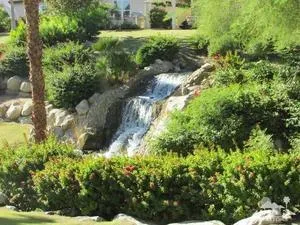 a view of a garden with a tree